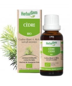 Cèdre (Cedrus libani) bourgeon BIO, 15 ml